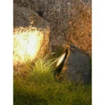 Solar Garden Rock Lights Outdoor Decorative, LED Waterproof Solar Pathway Lights,Solar Spot Lights Outdoor, for Ideal for Garden Walkway Pathway Patio - Image 4